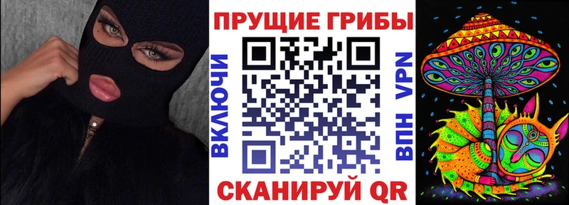 Галлюциногенные грибы Psilocybine cubensis  ссылка на мегу сайт  Гвардейск  где найти наркотики 